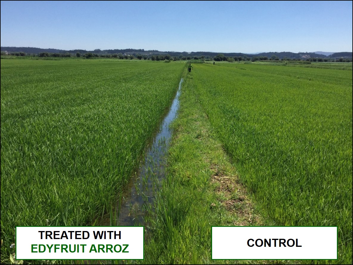 Comparation of rice plants treated with EDYFRUIT ARROZ and Control